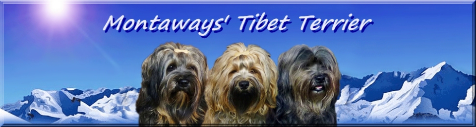 (c) Utes-tibet-terrier.de